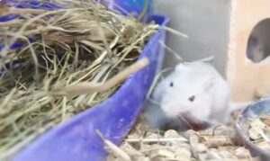 Qué significa soñar con ratones y ratas