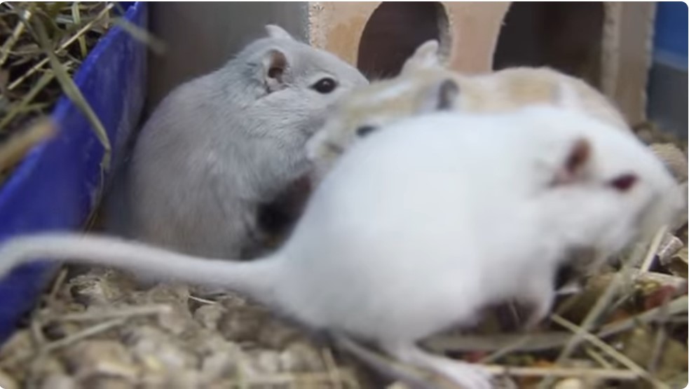 Qué significa soñar con ratones bebes