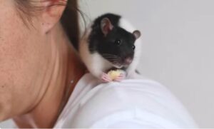 Qué significa soñar con ratones muertos