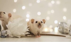 Qué significa soñar con ratones negros